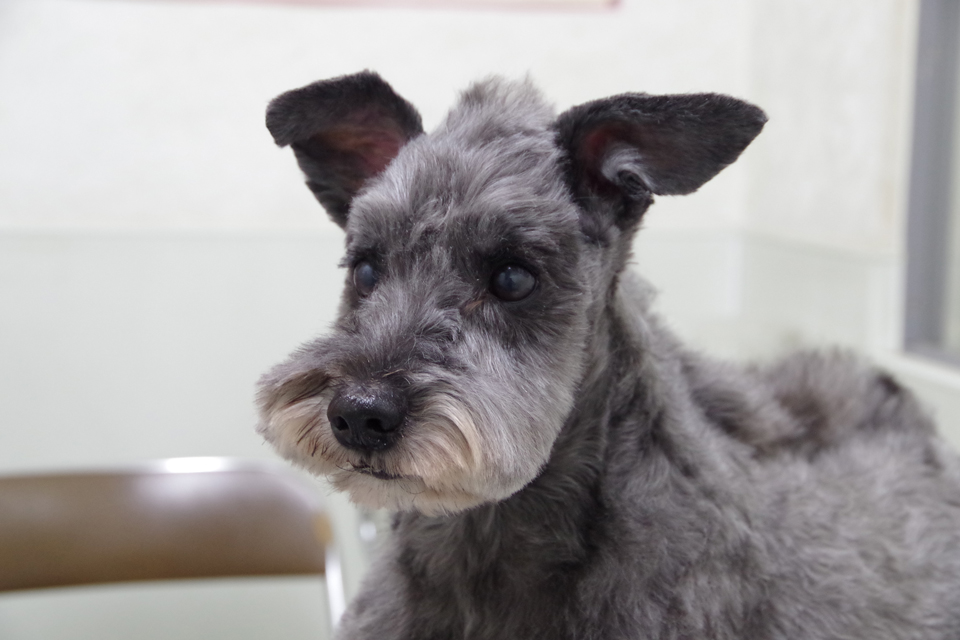 シュナウザー シュナウザー